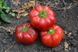 Ред Булл F1 - насіння солодкого перцю, 500 шт, Spark Seeds 58710 фото 1