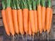 Елеганза F1 - насіння моркви, 100 000 шт (1.6 - 1.8), Nunhems 52255 фото 1