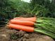Дейлянс F1 - насіння моркви, 100 000 шт (1.4-1.6), Nunhems 57600 фото 3
