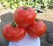1504 F1 - насіння томата, 500 шт, Spark Seeds 03330 фото 2