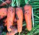 Болівар F1 - насіння моркви, 500 000 шт (1.4 - 1.6), Clause 66389 фото 3