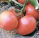Есміра F1 - насіння томата, 100 шт, Rijk Zwaan 43086 фото 5