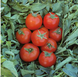 Топспорт F1 - насіння томата, 1000 шт, Bejo 90907 фото 1