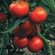 Гравітет F1 - насіння томата, 500 шт, Syngenta 42211 фото 2