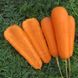 Болівар F1 - насіння моркви, 500 000 шт (1.4 - 1.6), Clause 66389 фото 2