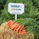 Болівар F1 - насіння моркви, 500 000 шт (1.4 - 1.6), Clause 66389 фото 4