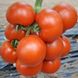 Черокі F1 - насіння томата, 500 шт, Esasem 95189 фото 1