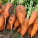 Курода Шантане - насіння моркви, 500 г, Sakata 50309 фото 3