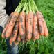 Дейлянс F1 - насіння моркви, 100 000 шт (1.4-1.6), Nunhems 57600 фото 2