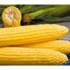 Мореленд F1 - насіння кукурудзи, 100 000 шт, Syngenta 62510 фото 3