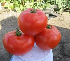 1504 F1 - насіння томата, 5000 шт, Spark Seeds 03331 фото
