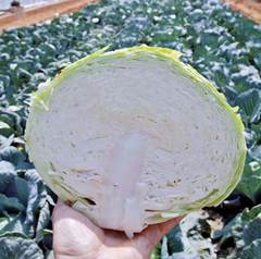 Джинтама F1 - насіння капусти білоголової, 1000 шт, Rijk Zwaan 35241 фото