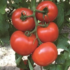 Діаграмма F1 - насіння томата, 500 шт, Nunhems 99372 фото