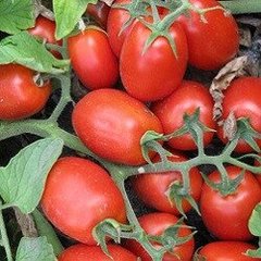Ред Скай F1 - насіння томата, 1000 шт, Nunhems 99373 фото