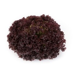 Атмос - насіння салату, 1000 шт (драже), Rijk Zwaan 26133 фото