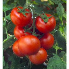 Барбадос F1 - насіння томата, 100 шт, Rijk Zwaan 14950 фото