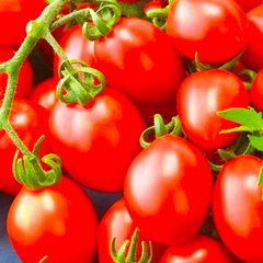 Беніто F1 - насіння томату, 1000 шт, Bejo 46902 фото