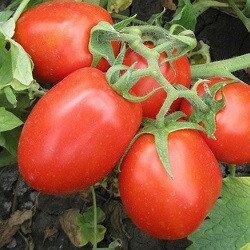 Ред Скай F1 - семена томата, 1000 шт, Nunhems 99373 фото