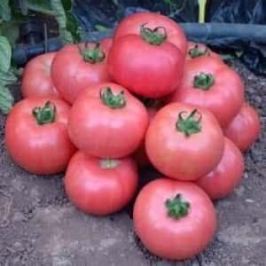 Мануса F1 - насіння томата, 1000 шт, Rijk Zwaan 55325 фото