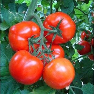 Силует F1 - насіння томата, 500 шт, Syngenta 42-212 фото