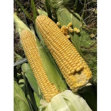 1801 F1 - семена кукурузы, 2500 шт, Spark Seeds 66243 фото