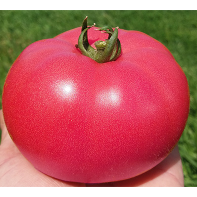 Розалба F1 - насіння томата, 250 шт, Esasem 95190 фото