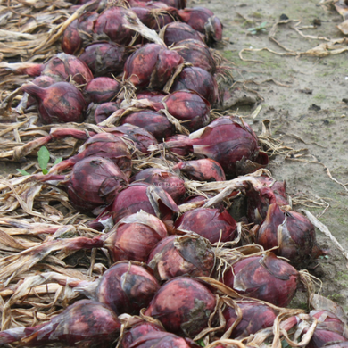 Ред Барон - насіння цибулі, 10 000 шт, Bejo 93157 фото