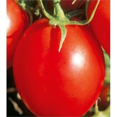 Ред Скай F1 - семена томата, 1000 шт, Nunhems 99373 фото