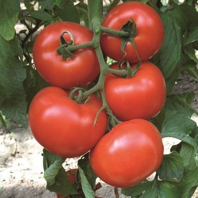 Діаграмма F1 - насіння томата, 500 шт, Nunhems 99372 фото