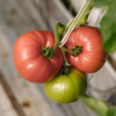 Мануса F1 - насіння томата, 1000 шт, Rijk Zwaan 55325 фото