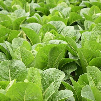 Айвона - насіння салату, 1000 шт (драже), Rijk Zwaan 72148 фото
