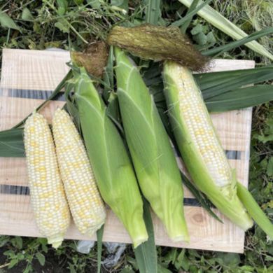 Айрон F1 - семена кукурузы белой, 25 000 шт, Spark Seeds 25049 фото
