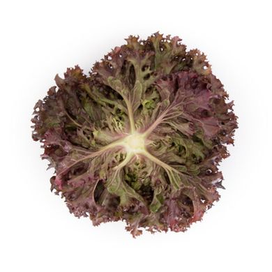 Атмос - насіння салату, 5000 шт (драже), Rijk Zwaan 29192 фото