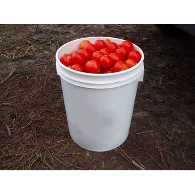 Шаста F1 - насіння томата, 100 шт, Lark Seeds (Пан Фермер) 04323 фото