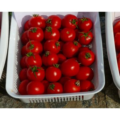 Шаста F1 - семена томата, 50 шт, Lark Seeds (Пан Фермер) 04322 фото