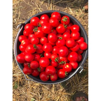 Шаста F1 - насіння томата, 50 шт, Lark Seeds (Пан Фермер) 04322 фото