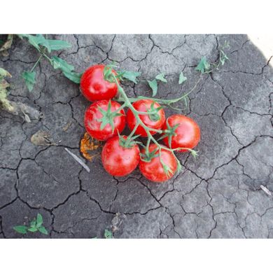 Шаста F1 - насіння томата, 50 шт, Lark Seeds (Пан Фермер) 04322 фото