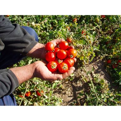 Шаста F1 - семена томата, 100 шт, Lark Seeds (Пан Фермер) 04323 фото