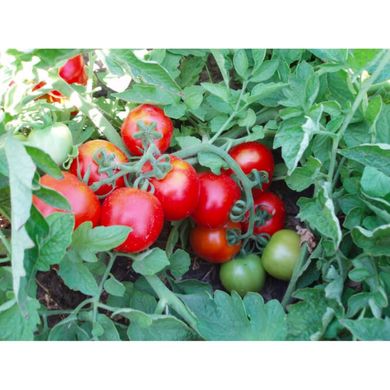Шаста F1 - семена томата, 10 шт, Lark Seeds (Пан Фермер) 04321 фото