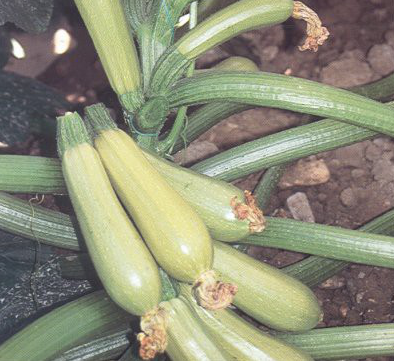 Эзра F1 - семена кабачка, 500 г, Hazera 17448 фото