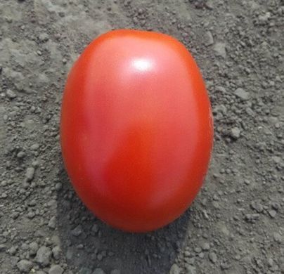 Інкріз F1 - насіння томата, 25 000 шт, Esasem 48229 фото