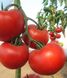 Діаграмма F1 - насіння томата, 500 шт, Nunhems 99372 фото 2