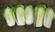 Маноко F1 - насіння капусти пекінської, 2500 шт, Bejo 97758 фото 5