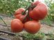 Розалба F1 - насіння томата, 250 шт, Esasem 95190 фото 2