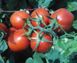 Інкріз F1 - насіння томата, 25 000 шт, Esasem 48229 фото 2