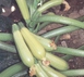 Эзра F1 - семена кабачка, 500 г, Hazera 17448 фото 2