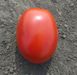 Інкріз F1 - насіння томата, 25 000 шт, Esasem 48229 фото 1