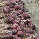 Ред Барон - насіння цибулі, 10 000 шт, Bejo 93157 фото 3