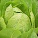 Айвона - насіння салату, 1000 шт (драже), Rijk Zwaan 72148 фото 6
