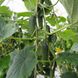 Анзор F1 - насіння огірка, 250 шт, Bejo 26848 фото 4
